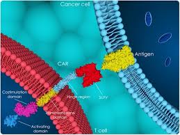 CAR-T-клеточная терапия: лечение рака собственными иммунными клетками