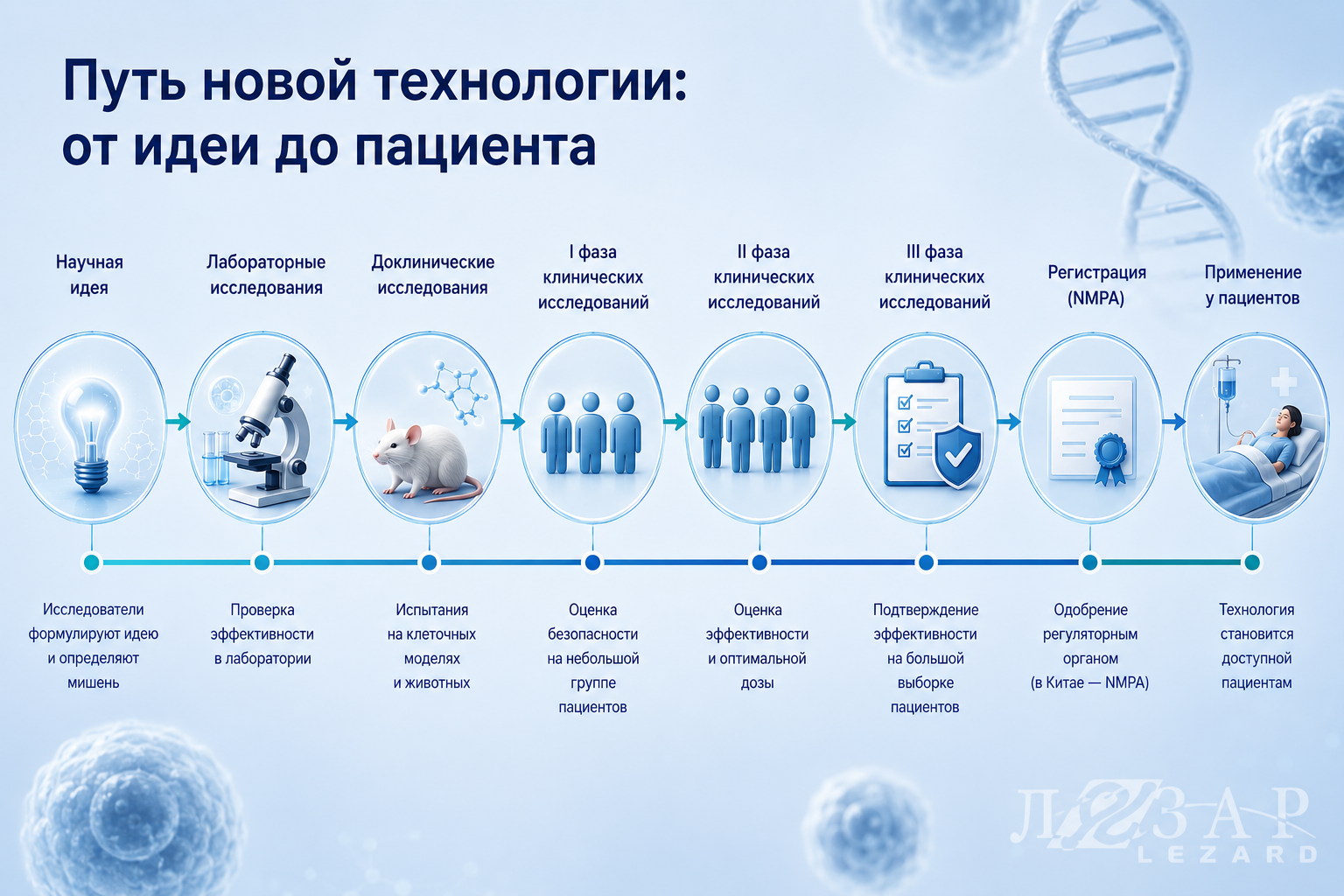 Путь новой клеточной технологии от идеи до пациента — этапы разработки